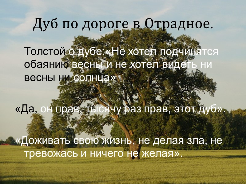 Дуб по дороге в Отрадное.    Толстой о дубе:«Не хотел подчинятся обаянию